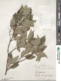 Cornus sericea image