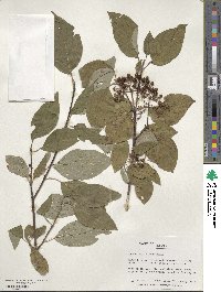 Cornus sericea image