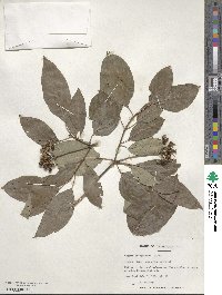 Cornus sericea image