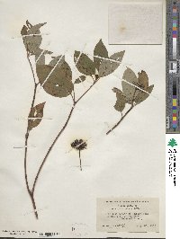 Cornus sericea image