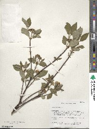 Cornus sericea image