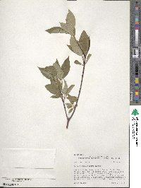 Cornus sericea image