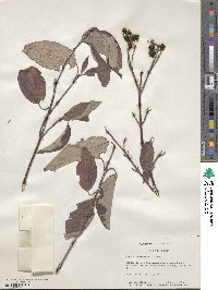 Cornus sericea image