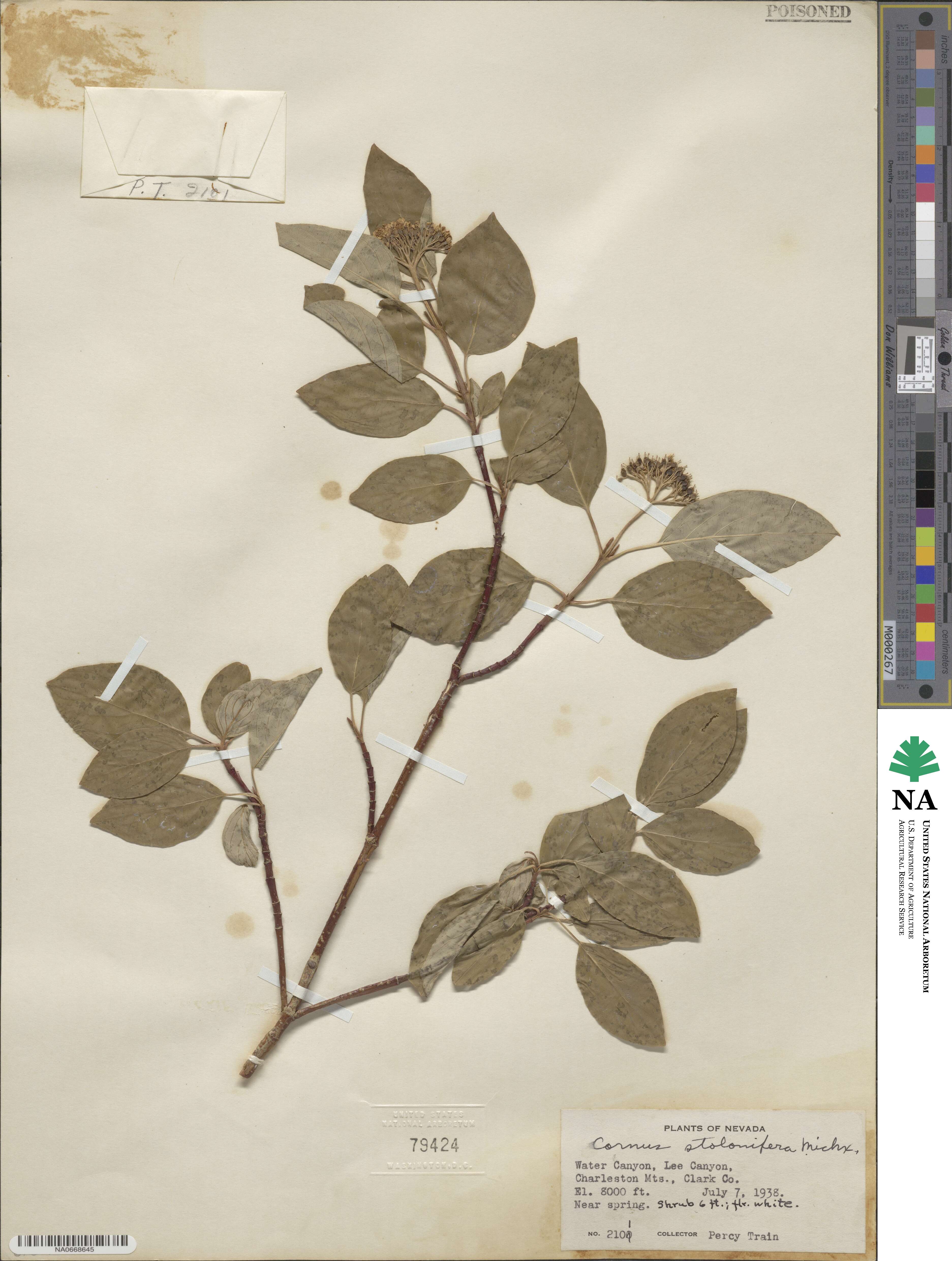 Cornus sericea image