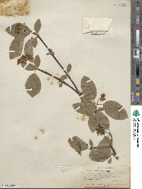 Cornus sericea image