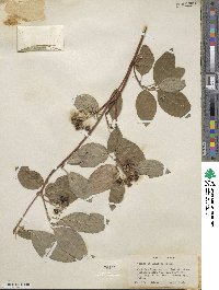 Cornus sericea image