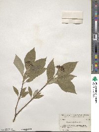 Cornus sericea image