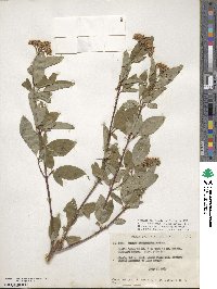 Cornus sericea image