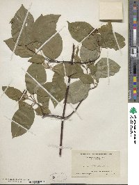 Cornus sericea image
