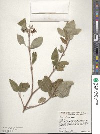 Cornus sericea image