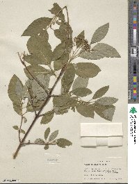 Cornus sericea image
