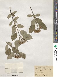 Cornus sericea image