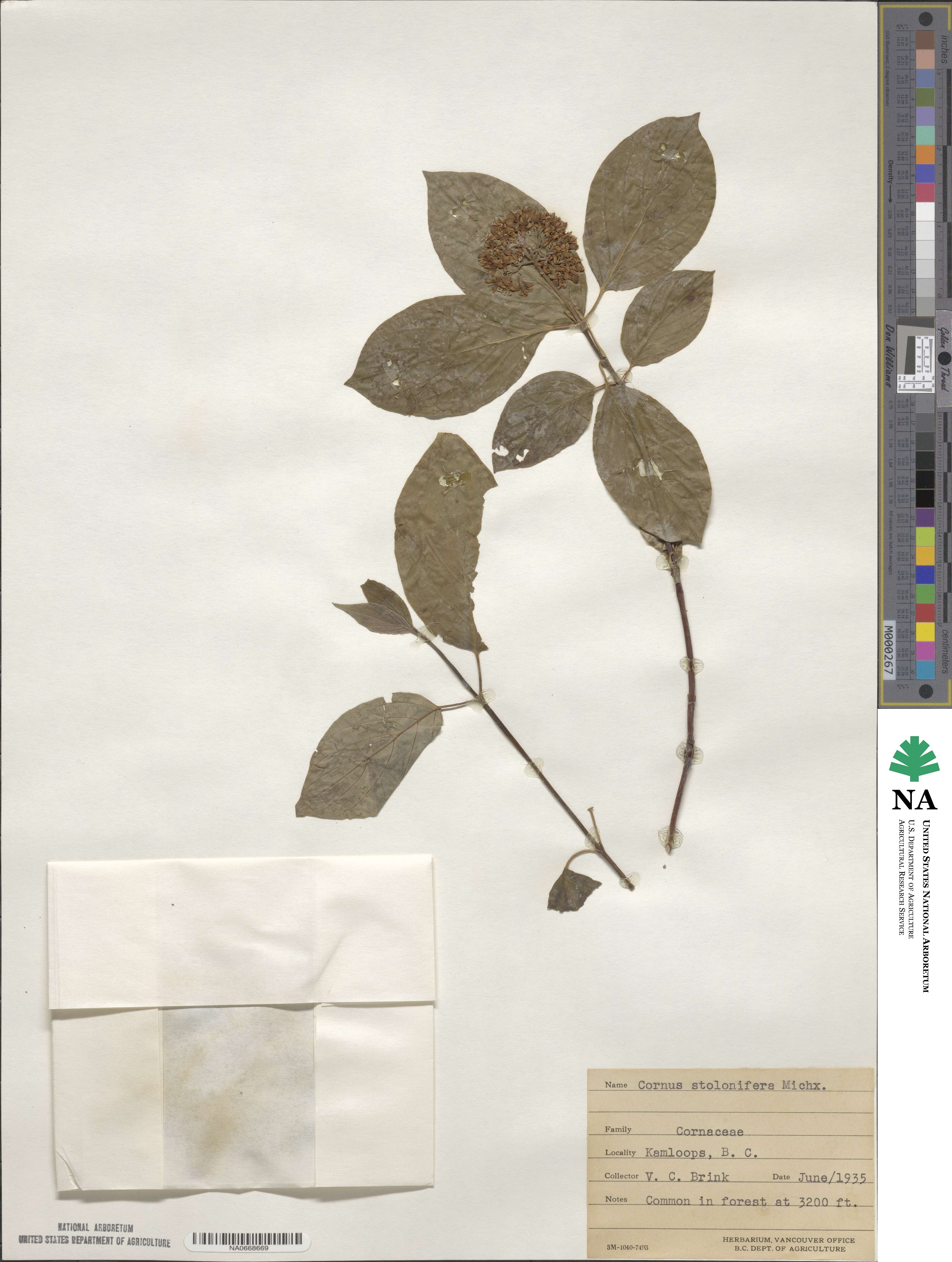 Cornus sericea image