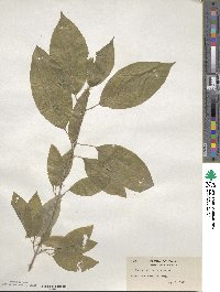 Cornus sericea image