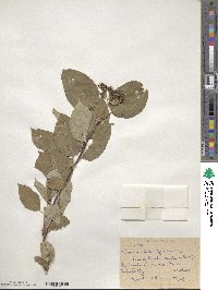 Cornus sericea image