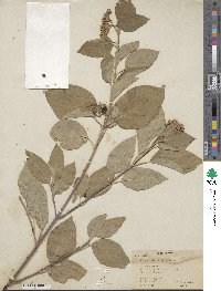 Cornus sericea image
