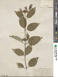 Cornus sericea image
