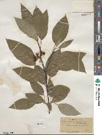 Cornus sericea image