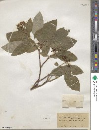Cornus sericea image
