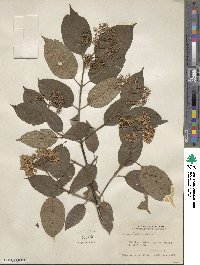 Cornus sericea image