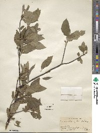 Cornus sericea image