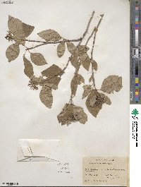 Cornus sericea image
