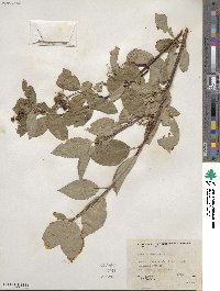Cornus sericea image