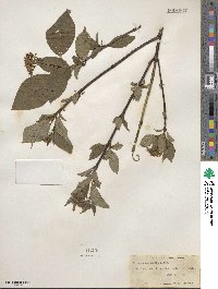 Cornus sericea image