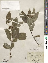 Cornus sericea image