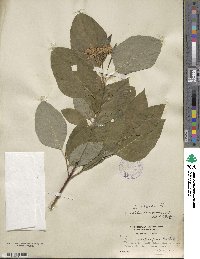 Cornus sericea image