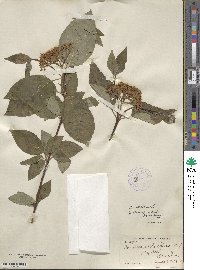 Cornus sericea image