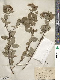 Cornus sericea image