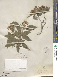 Cornus sericea image