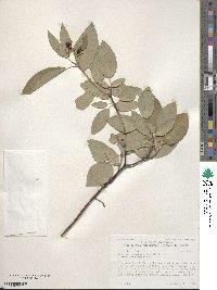 Cornus sericea image