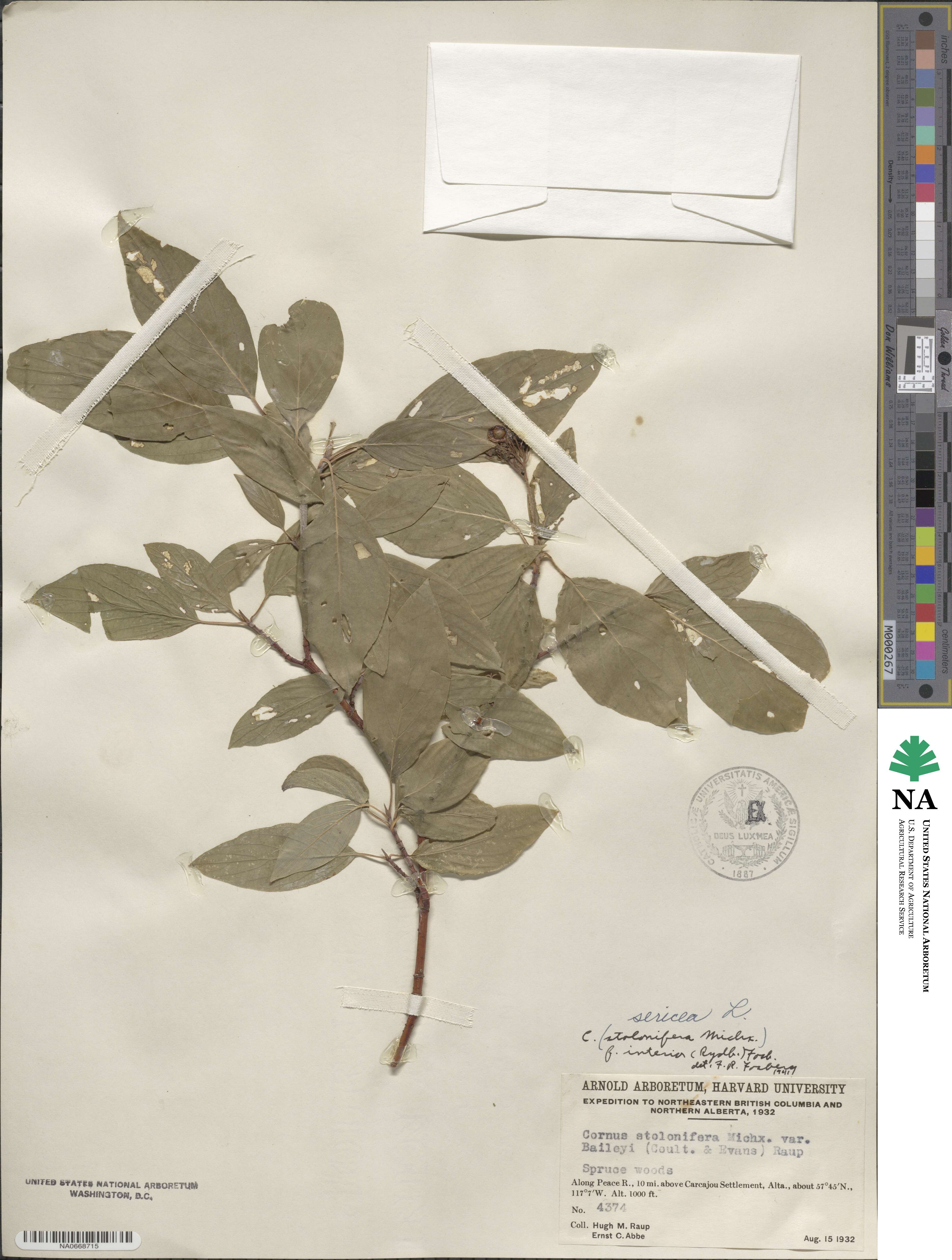 Cornus sericea image