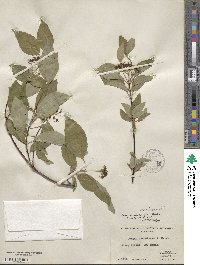Cornus sericea image