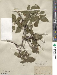 Cornus sericea image