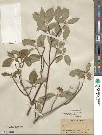Cornus sericea image