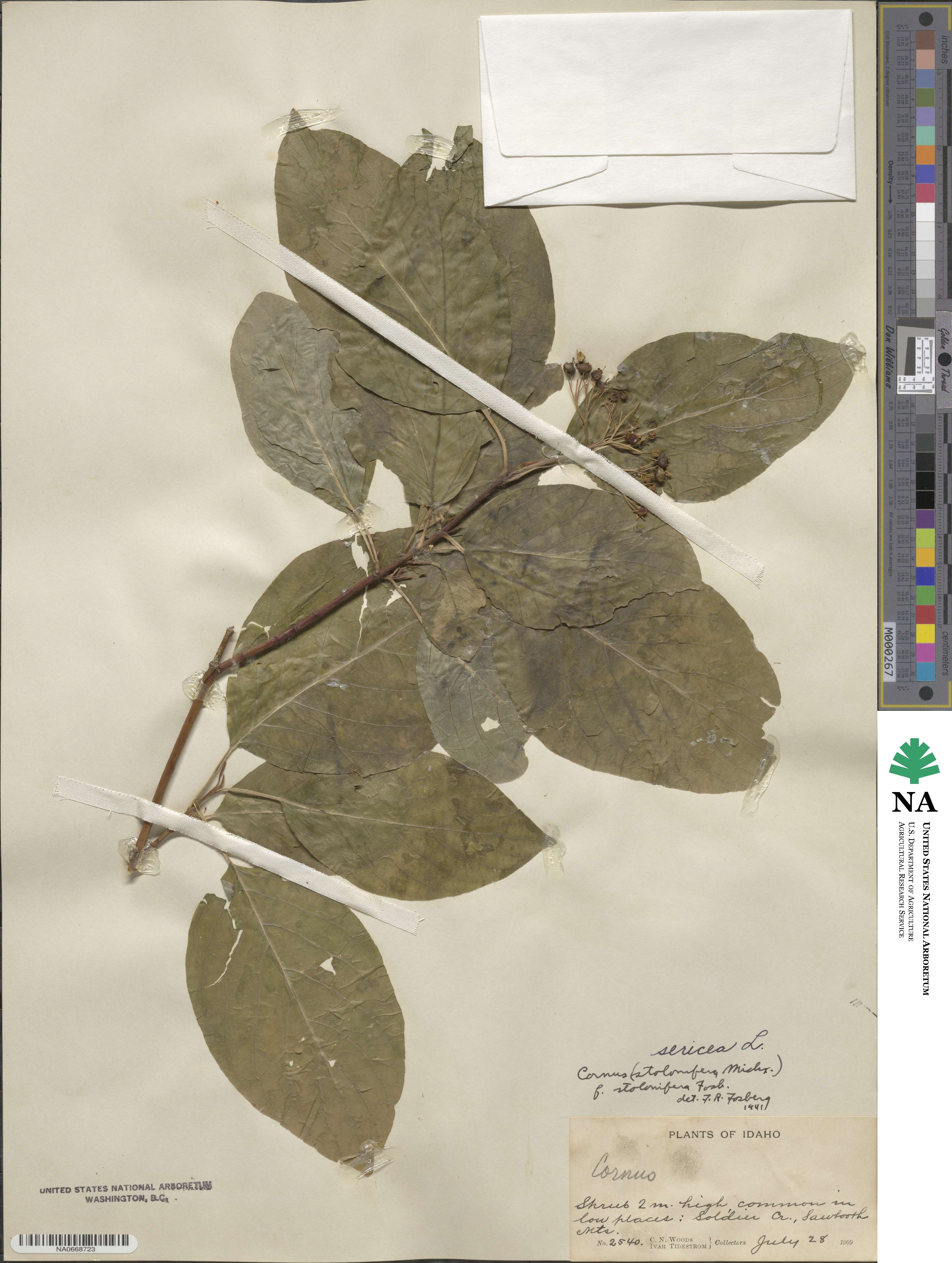 Cornus sericea image