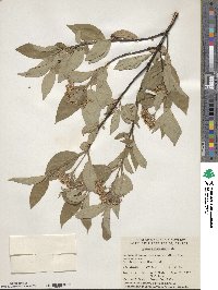 Cornus sericea image