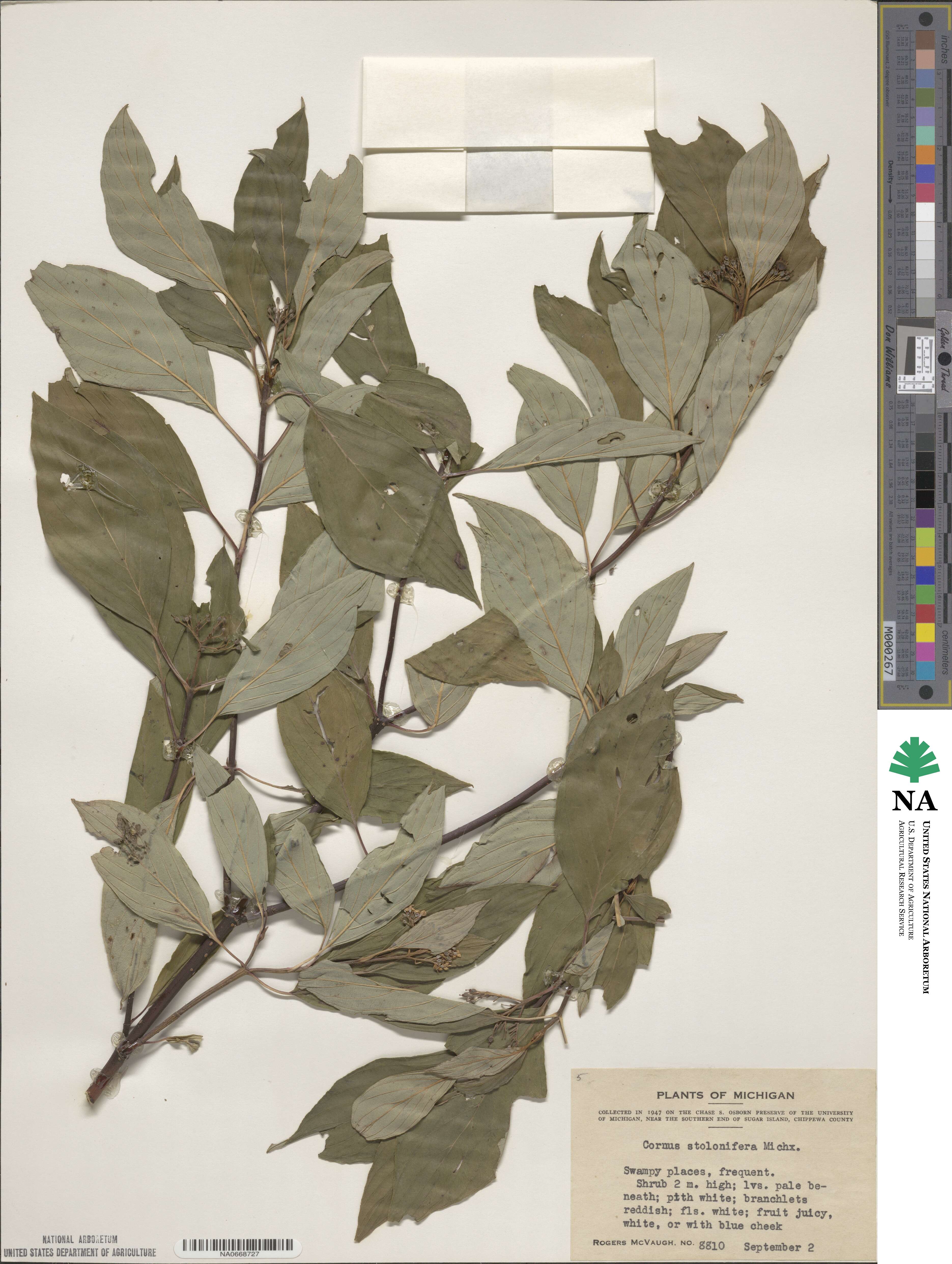 Cornus sericea image