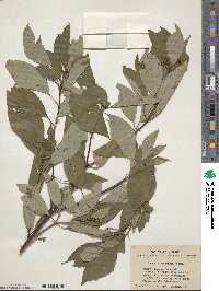Cornus sericea image