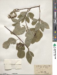 Cornus sericea image