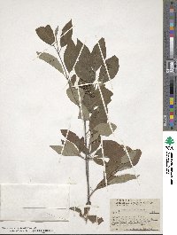 Cornus sericea image
