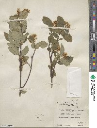 Cornus sericea image