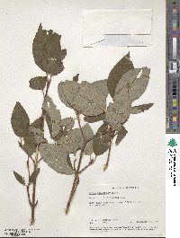 Cornus sericea image