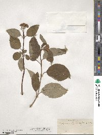 Cornus sericea image