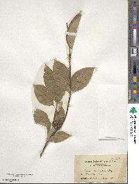 Cornus sericea image