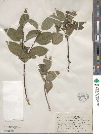 Cornus sericea image