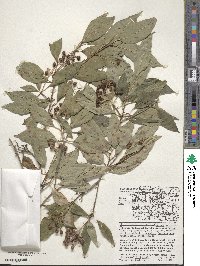 Cornus sericea image